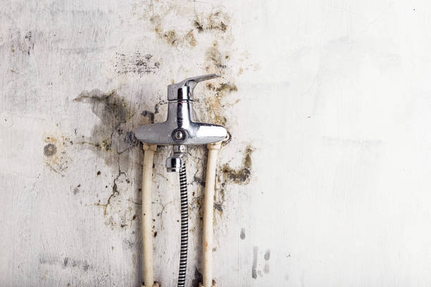 Best Residential Mold Removal  in Jamul, CA