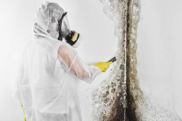 Best Emergency Mold Removal  in Jamul, CA
