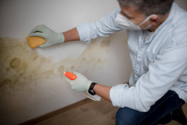 Best Attic Mold Removal  in Jamul, CA