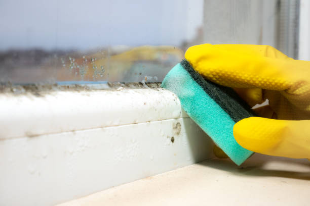 Best Black Mold Removal  in Jamul, CA