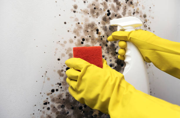 Best Mold Removal Company Near Me  in Jamul, CA