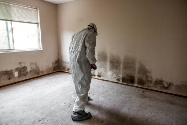 Best Mold Remediation  in Jamul, CA