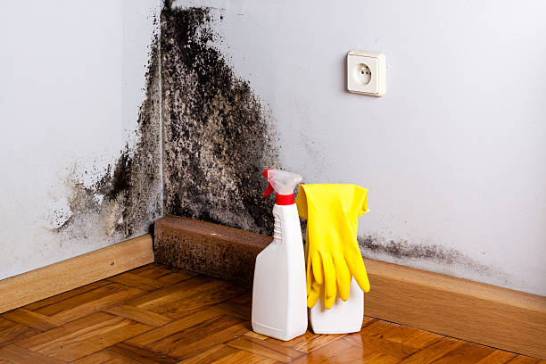 Best Mold Cleaning Services  in Jamul, CA