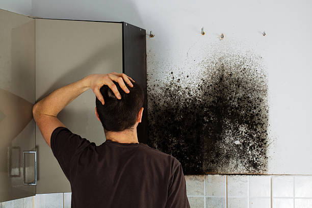 Best Mold Removal Near Me  in Jamul, CA